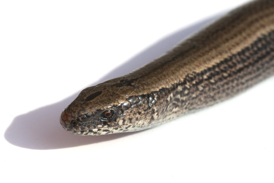Blindschleiche, Anguis, fragilis, Echsenart, Echse,