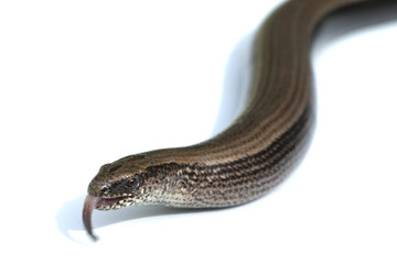 Blindschleiche, Anguis, fragilis, Echsenart, Echse,