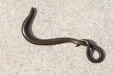 Blindschleiche; Anguis; fragilis; Echsenart; Echse;