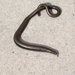 Blindschleiche; Anguis; fragilis; Echsenart; Echse;