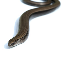 Naklejka premium Blindschleiche, Anguis, fragilis, Echsenart, Echse,