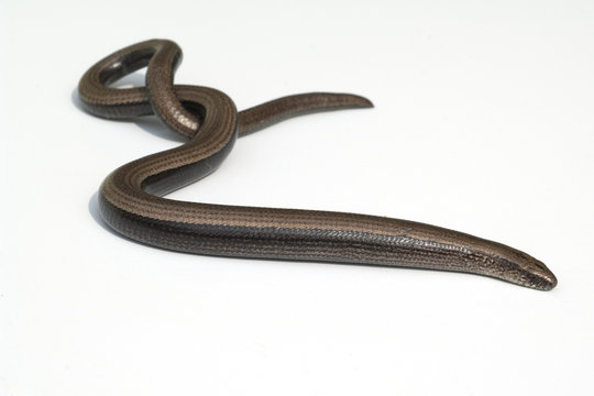 Blindschleiche, Anguis, fragilis, Echsenart, Echse,