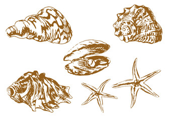 Set of hand drawn sea shells. Vector illustration
