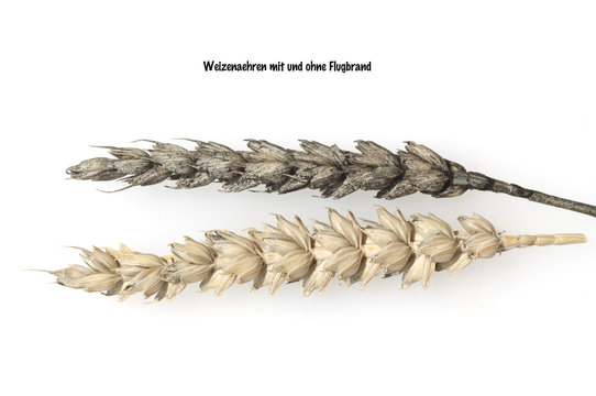 Weizenflugbrand; kranke; Aehre; krank; Aehren; Flugbrand; Weizen