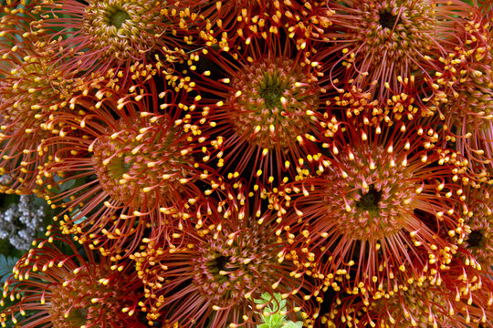Bl&uuml;hende Proteia