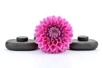 Dalie z kamieniami bazaltowymi