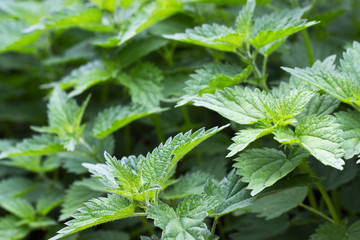 nettle