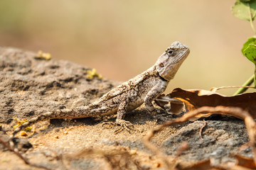 Wild Agama Lizard hunting ants on rock