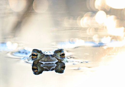 head frog in swamp close