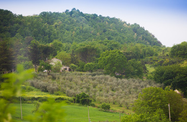 Fototapeta na wymiar View on mediterranean vineyard