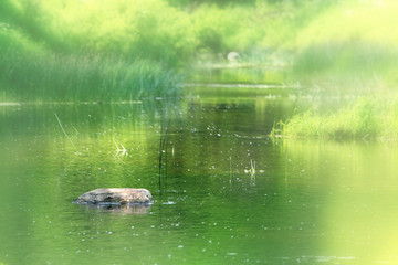 nature purity grass on the river bank