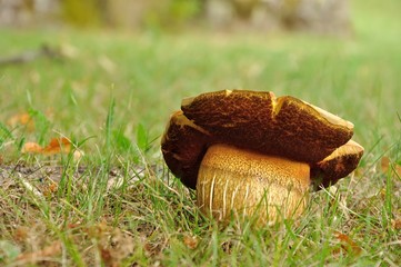 Big brown cmushroom