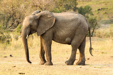 Fototapeta premium A large wild Elephant standing on dry sand