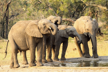 Fototapeta na wymiar A small herd of wild Elephants drinking at a man made waterhole