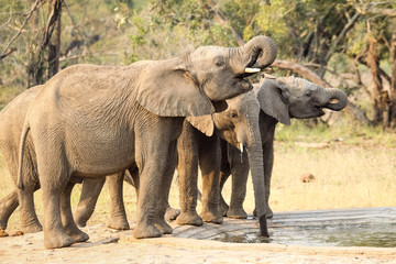 Fototapeta premium A small herd of wild Elephants drinking at a man made waterhole