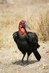 A wild Southern Ground Hornbill bird standing in the open bush © Chad Wright
