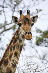 Obraz premium Portrait of a wild Giraffe