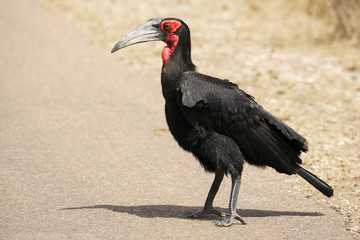 Wild Ground Hornbill crossing the road