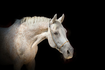 Horse on the black background