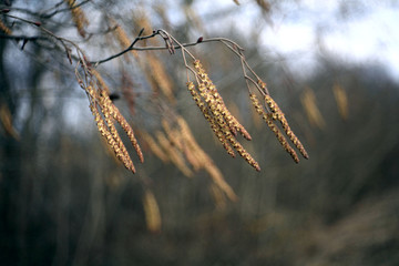 spring forest with no leaves