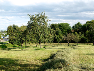 Frisch gemähte Streuobstwiese