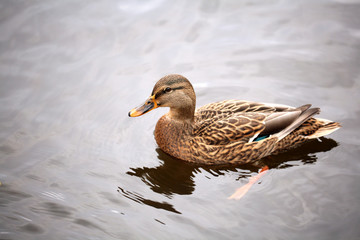 mallard duck in the water