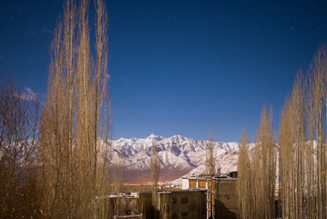 dry forest winter night
