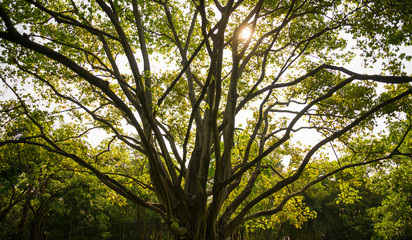 sun shine through big tree branches
