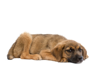 Puppy