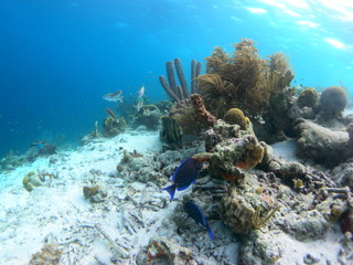 Fototapeta na wymiar mare caraibico