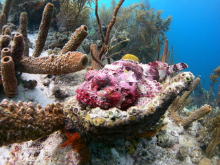 composizione di coralli © ednnseu