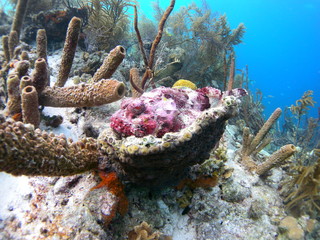 coralli caraibici © ednnseu