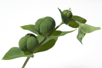 Kreuzblaettrige, Wolfsmilch; Wolfsmilch; Euphorbia; lathyrus;