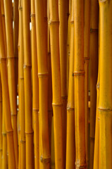 row of bamboo canes