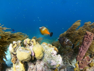 Obraz premium pesci caraibici