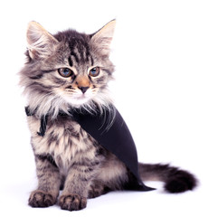 Fototapeta premium Cat in black cloak, isolated on white.