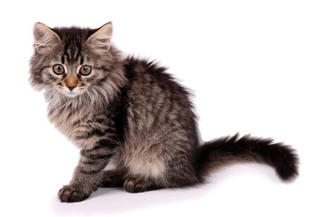 Beautiful kitten isolated on white