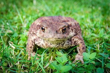 European toad