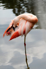 flamingo