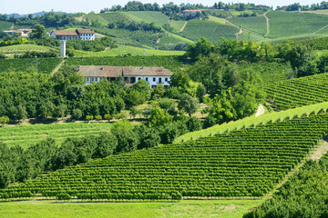 Fototapeta na wymiar Summer landscape in Langhe (Italy)
