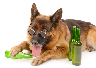 Funny cute dog with bottles of beer isolated on white