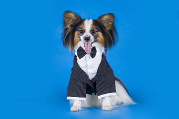 Papillon in a classic suit on a blue background - 68761437