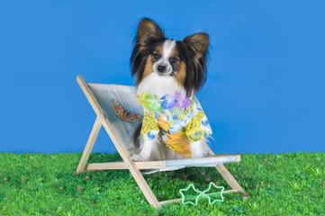 Papillon relaxing in a deck chair on the green grass
