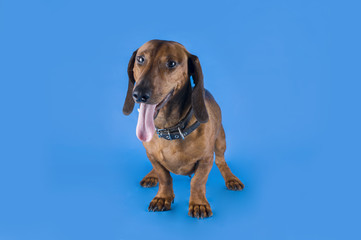 dachshund on a blue background