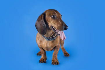 dachshund on a blue background