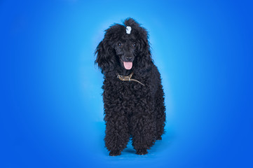 black poodle on a blue background