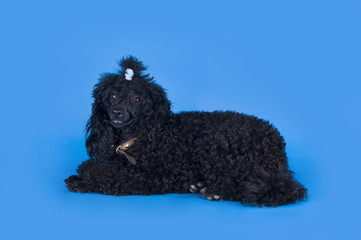 black poodle on a blue background