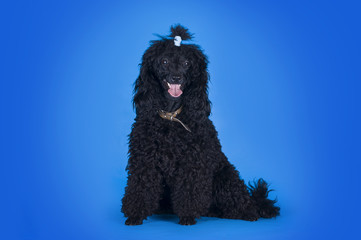 black poodle on a blue background