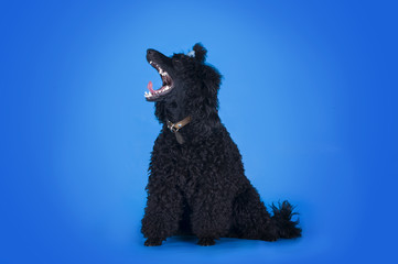 black poodle on a blue background