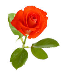beautiful rose, isolated on white
